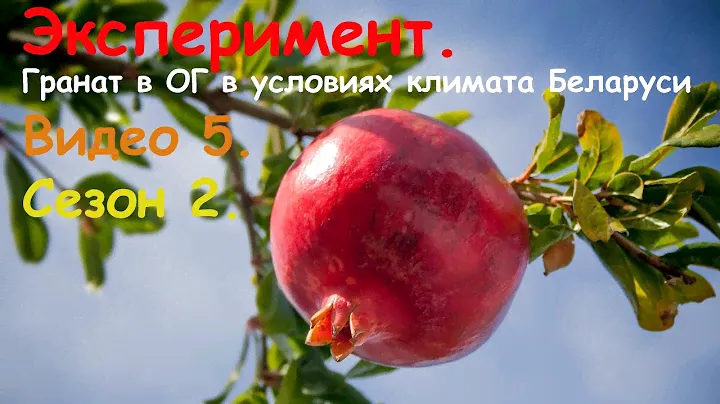 Эксперимент. Гранат в ОГ в условиях климата Беларуси. Видео 5. Сезон 2.